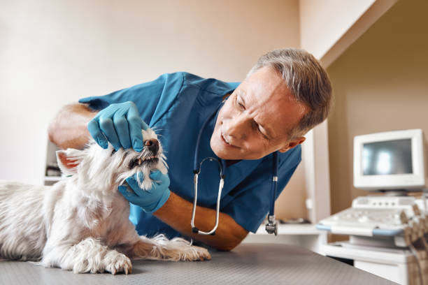 Best Weekend Emergency Dental Services in Tice, FL